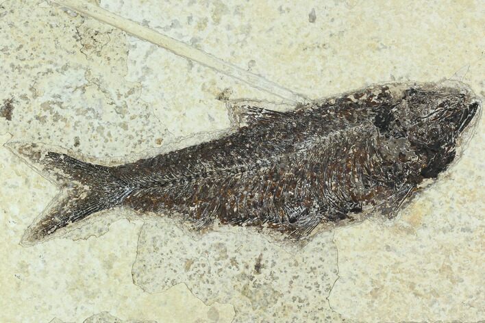 Fossil Fish (Knightia) - Green River Formation #129764
